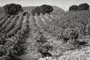 vignoble secret vineyards